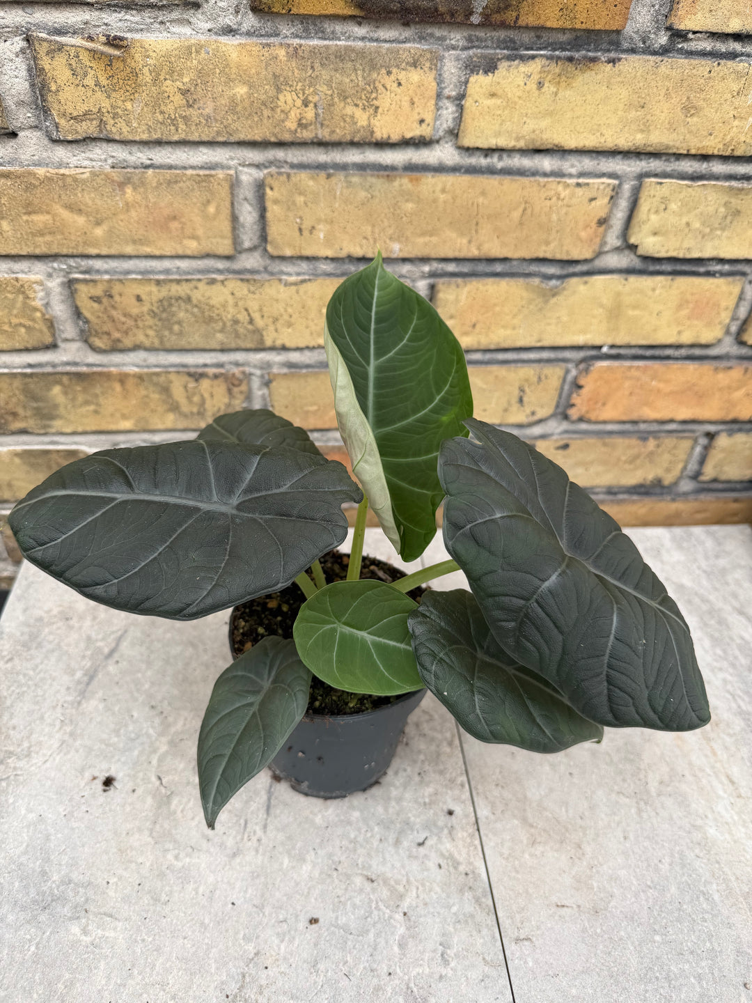Alocasia maharani