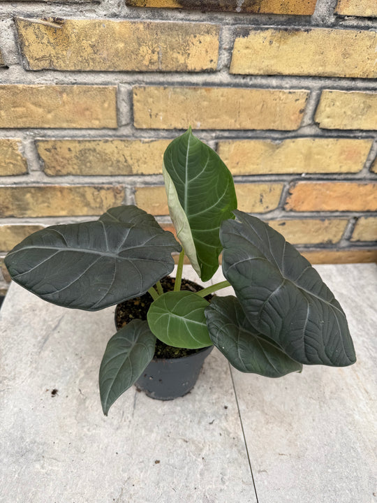 Alocasia maharani
