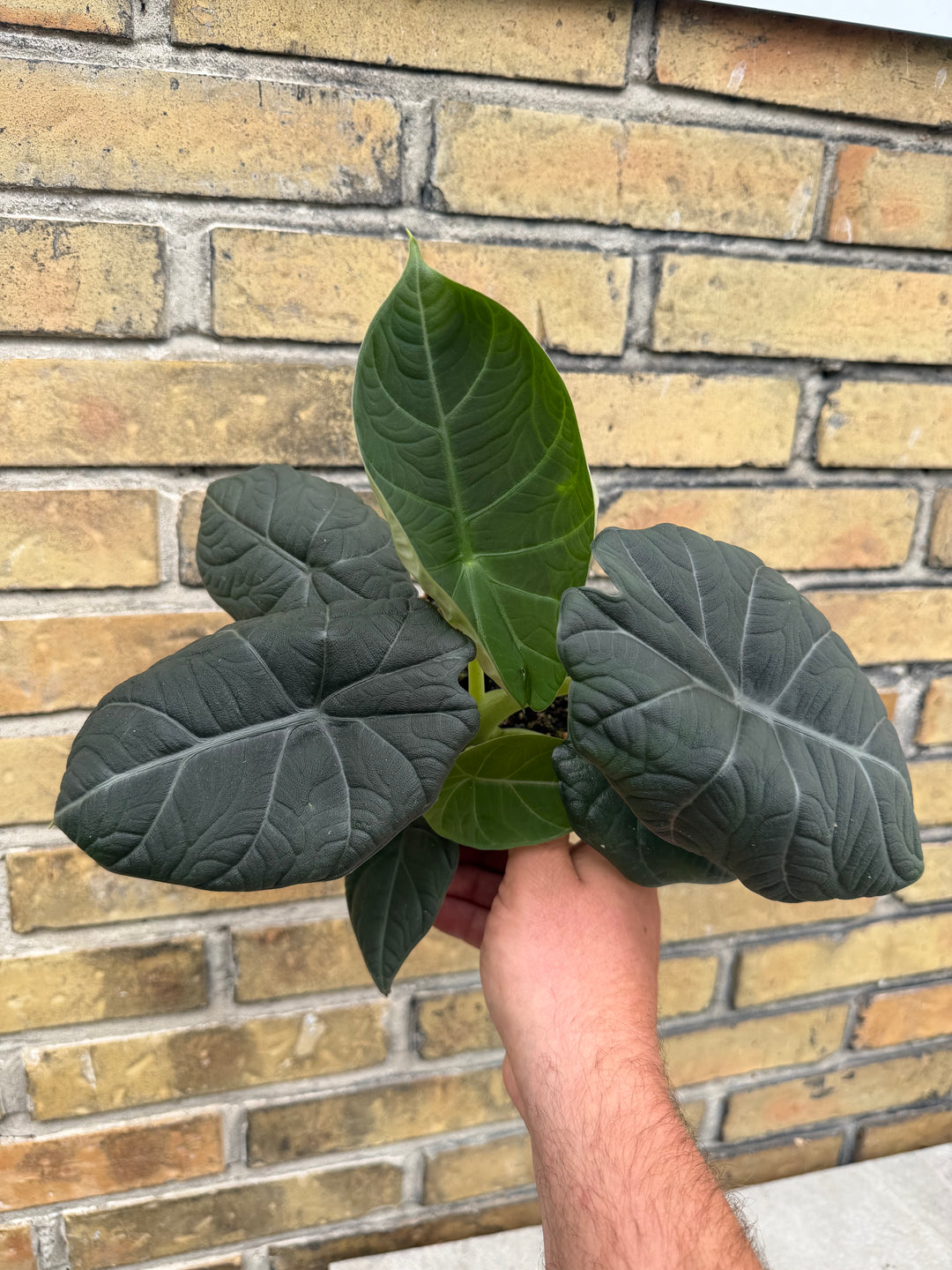 Alocasia maharani