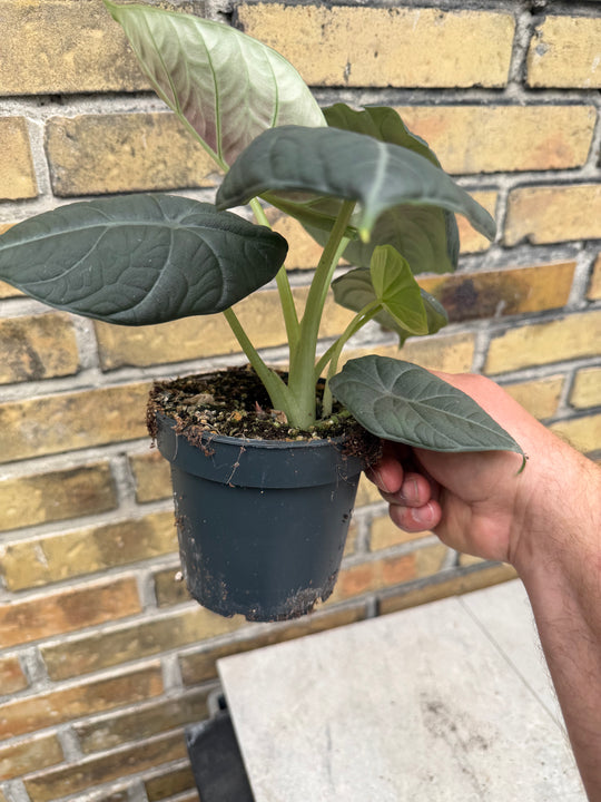 Alocasia maharani