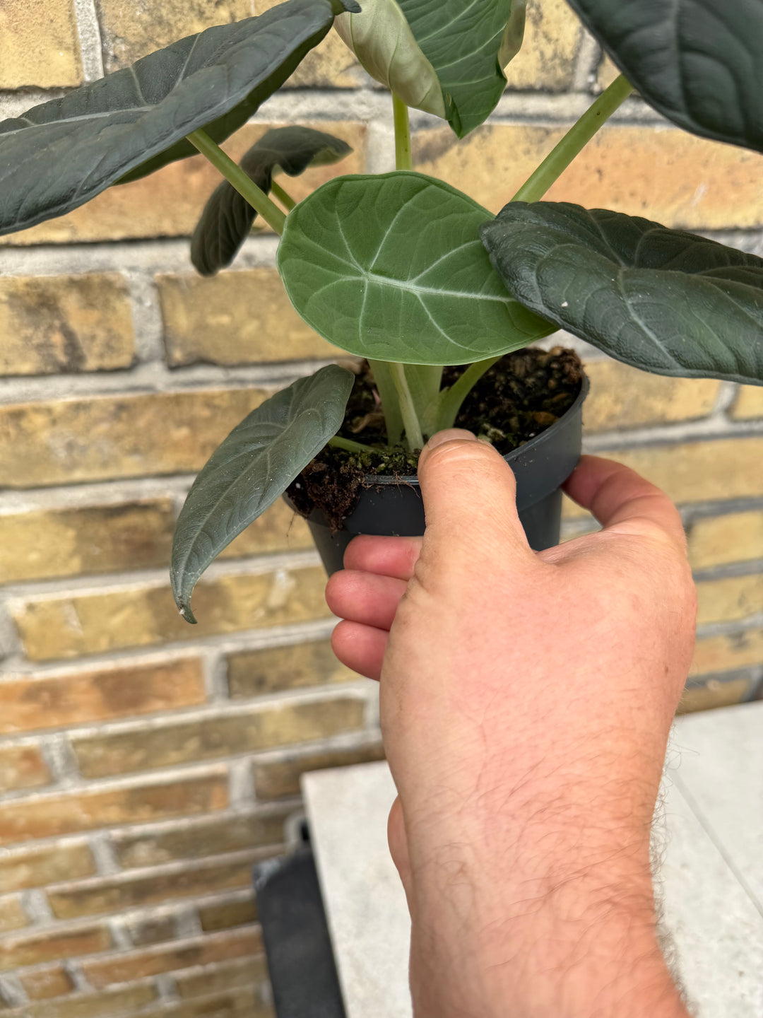 Alocasia maharani