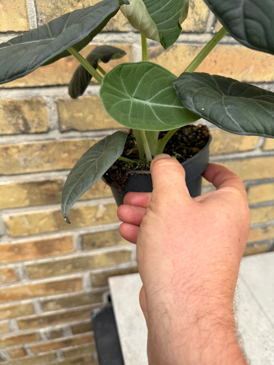 Alocasia maharani