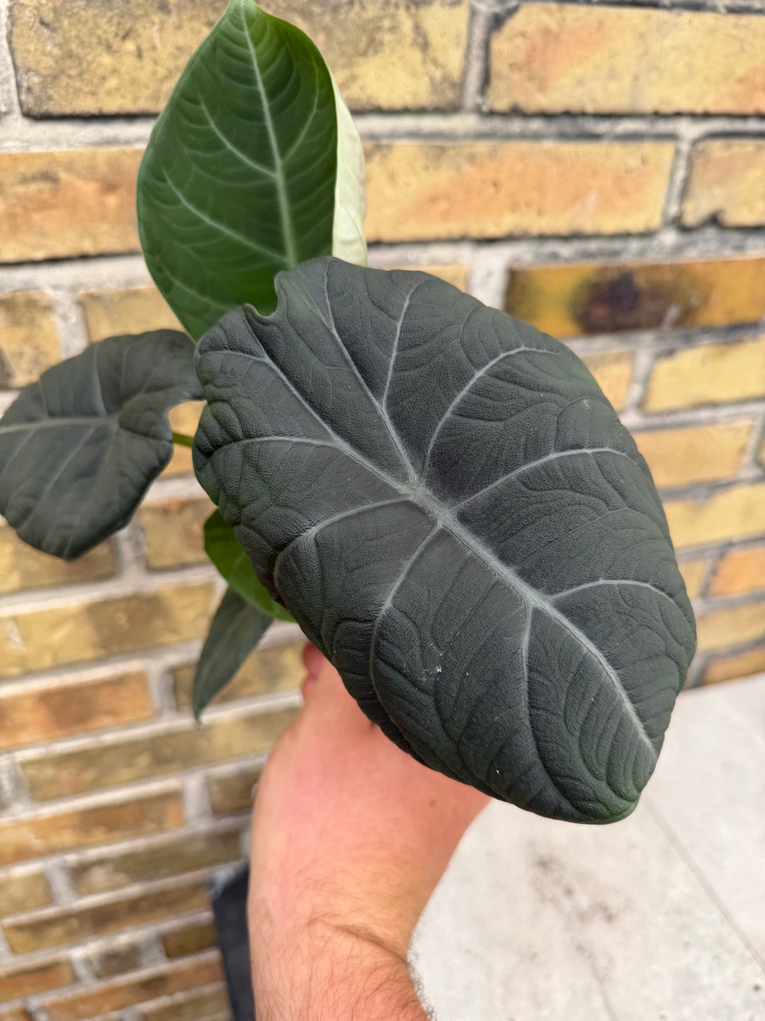 Alocasia maharani