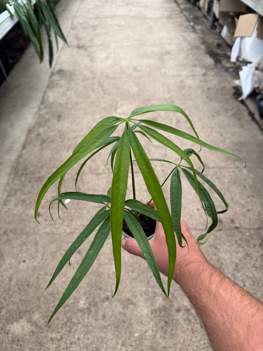 Anthurium eminens