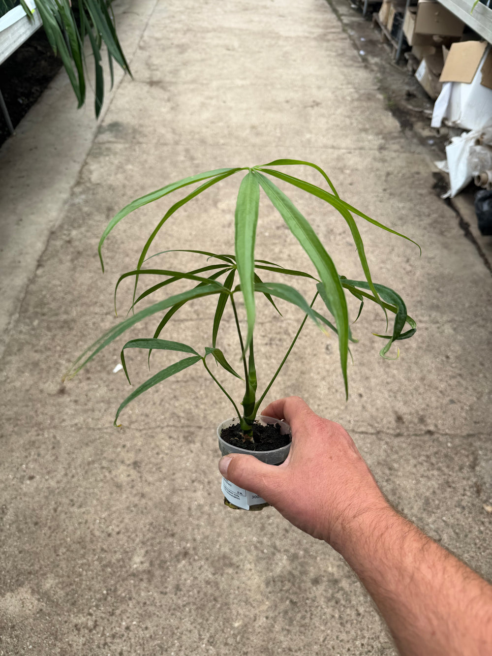 Anthurium eminens