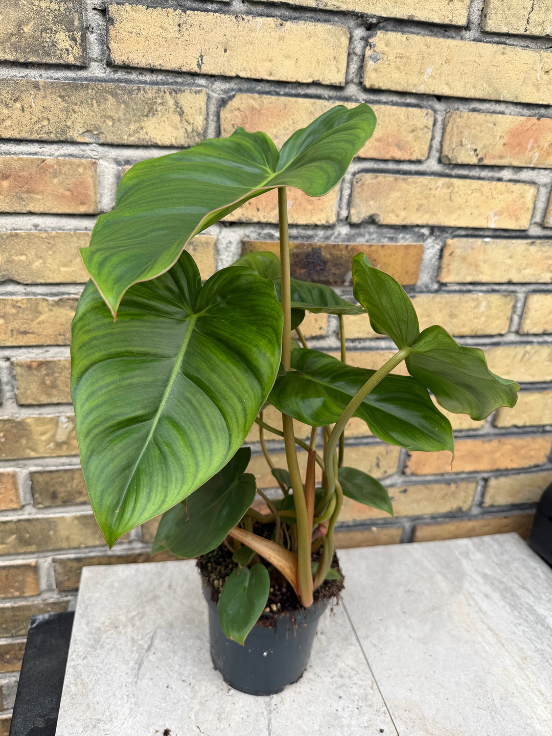 Philodendron billienum