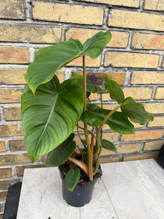 Philodendron billienum