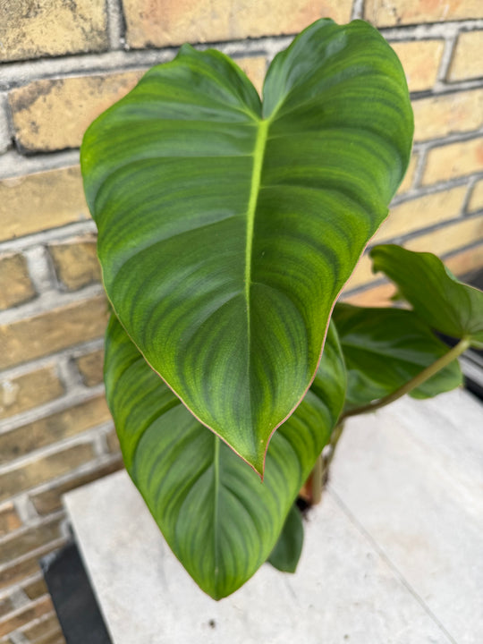 Philodendron billienum