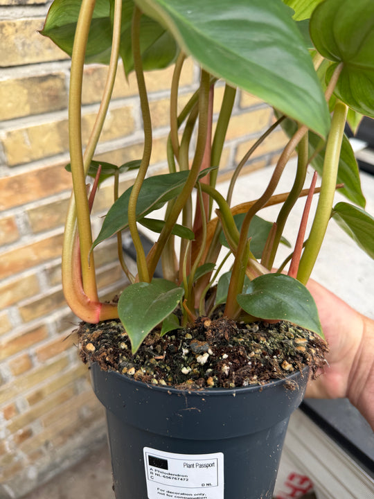 Philodendron billienum