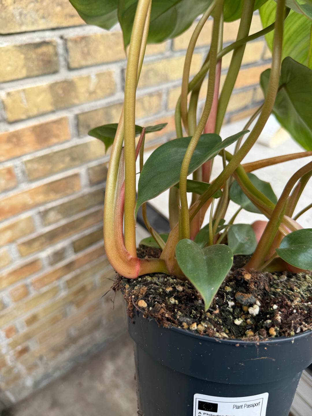 Philodendron billienum