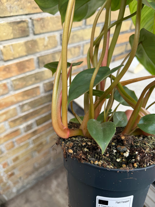 Philodendron billienum