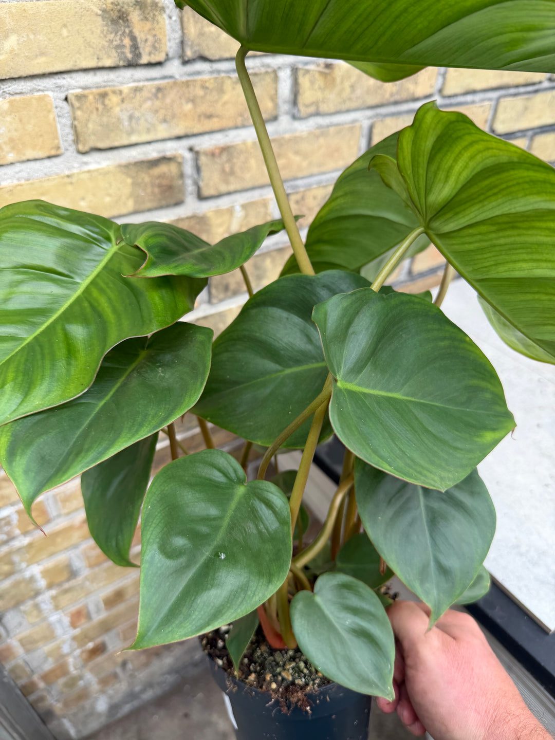 Philodendron billienum