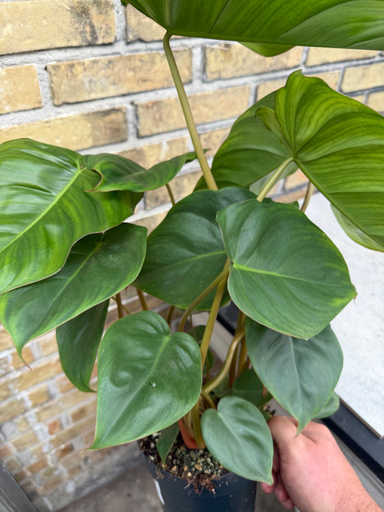Philodendron billienum