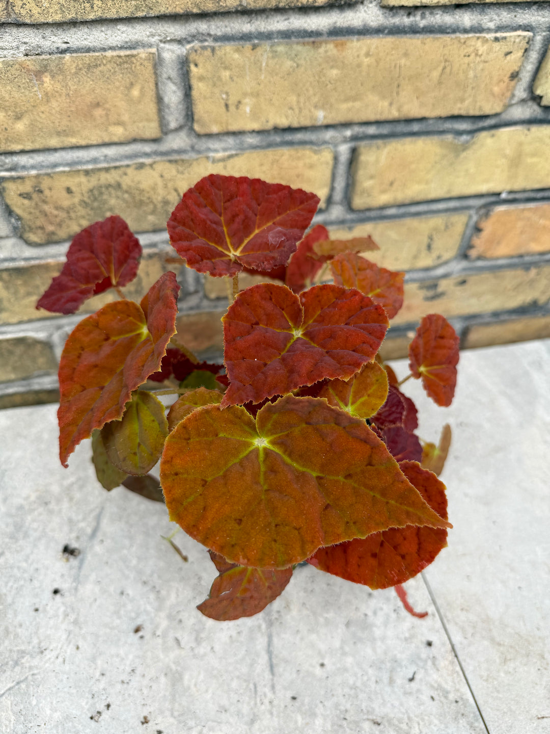 Begonia orange autumn leaf