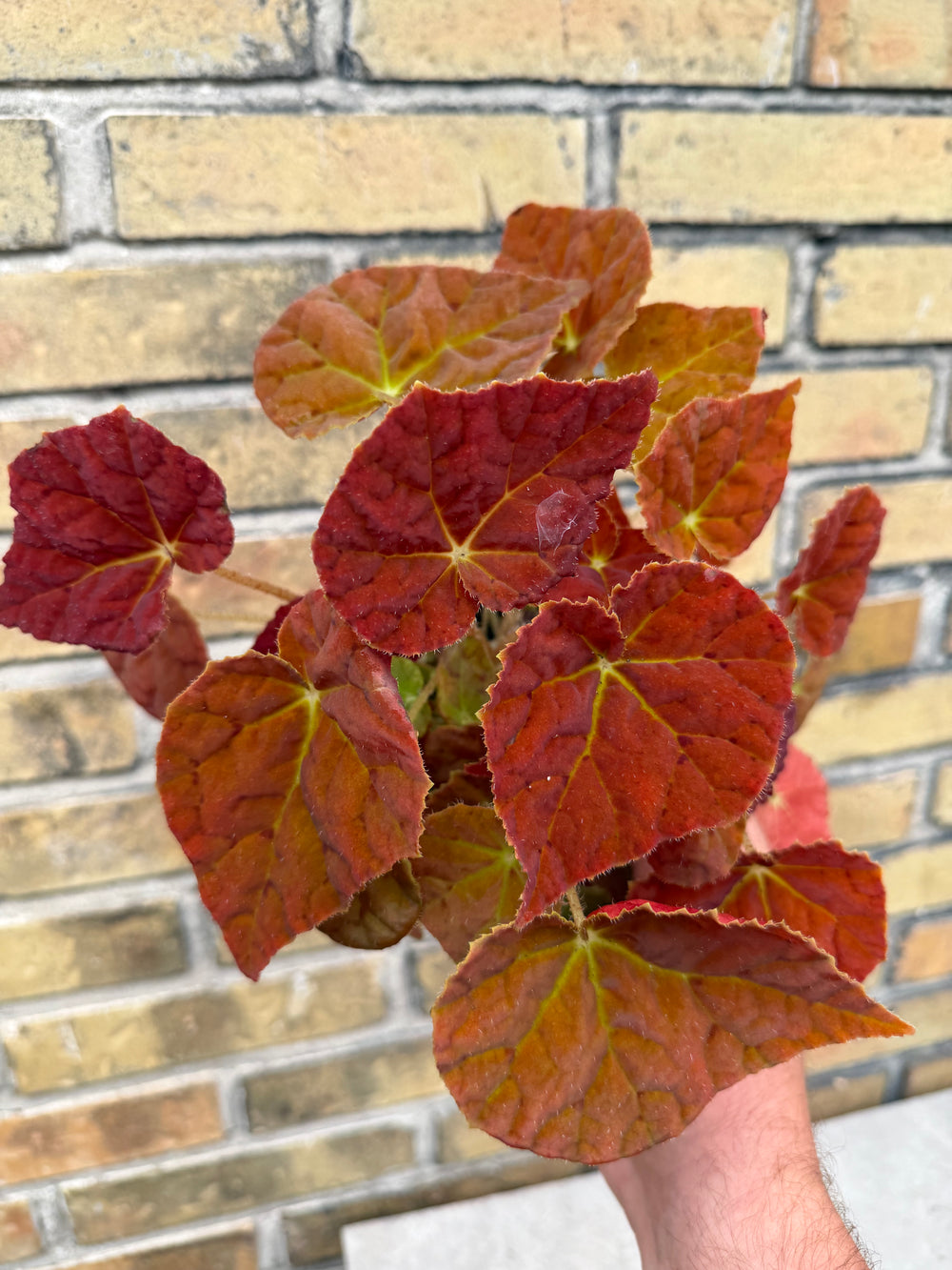 Begonia orange autumn leaf