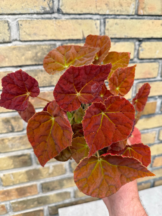 Begonia orange autumn leaf