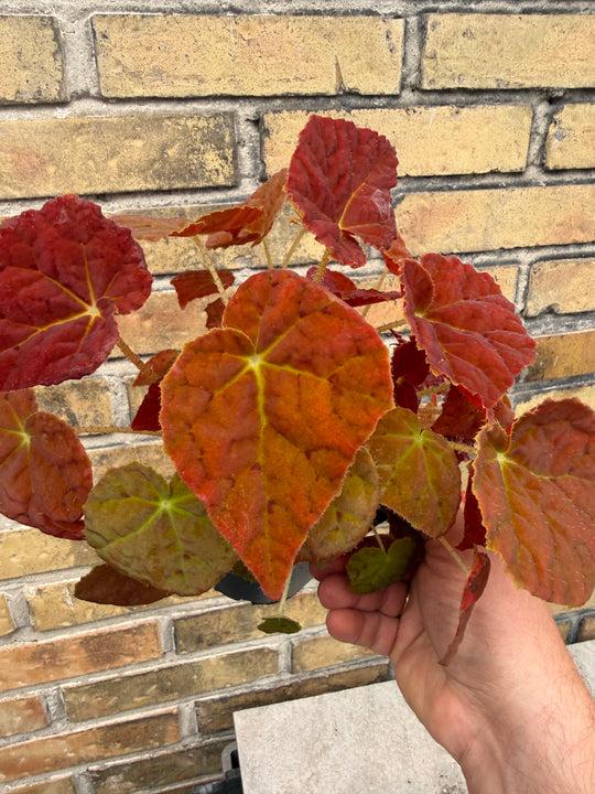 Begonia orange autumn leaf