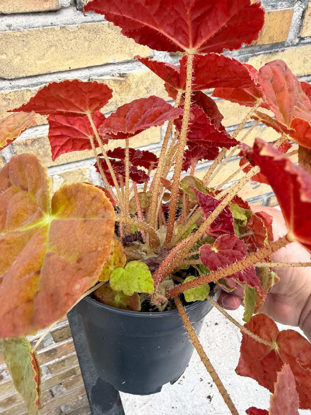 Begonia orange autumn leaf