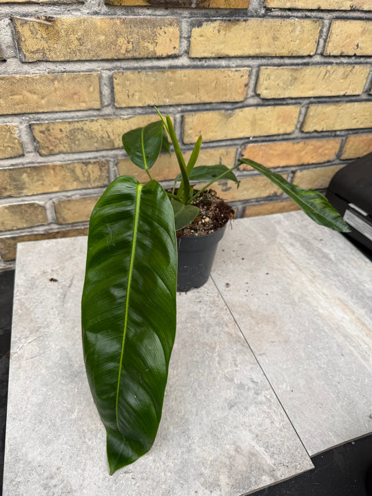 Filodendron patriciae XXL