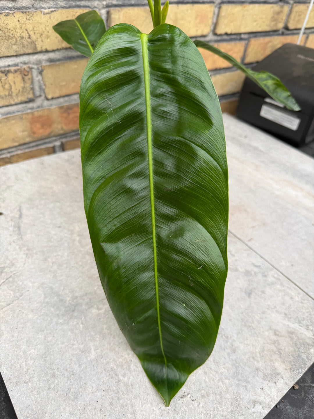 Filodendron patriciae XXL
