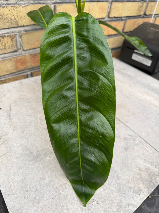 Filodendron patriciae XXL
