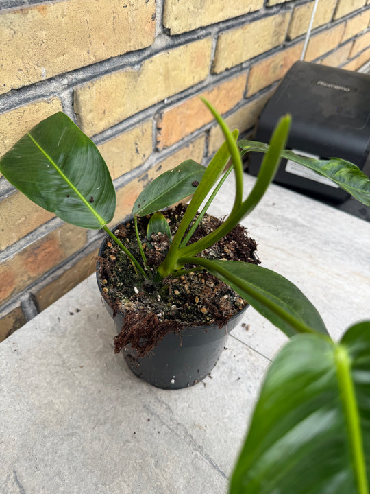 Filodendron patriciae XXL