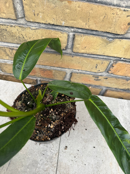 Filodendron patriciae XXL