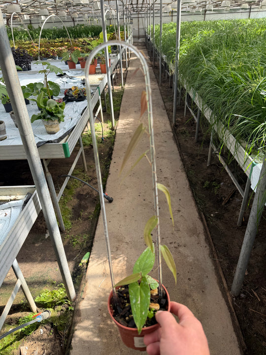 Dioscorea pixel