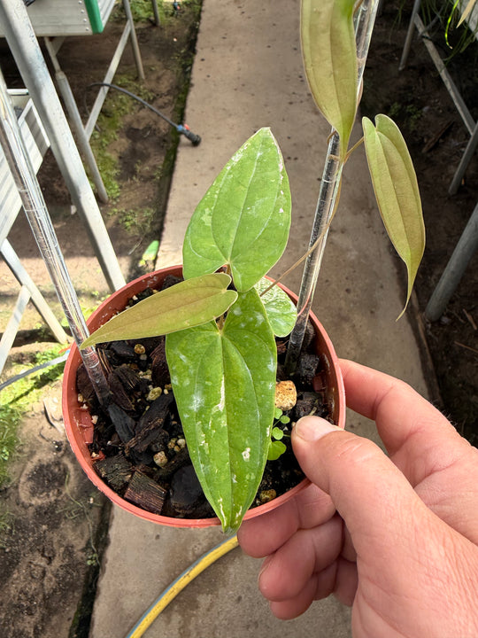 Dioscorea pixel