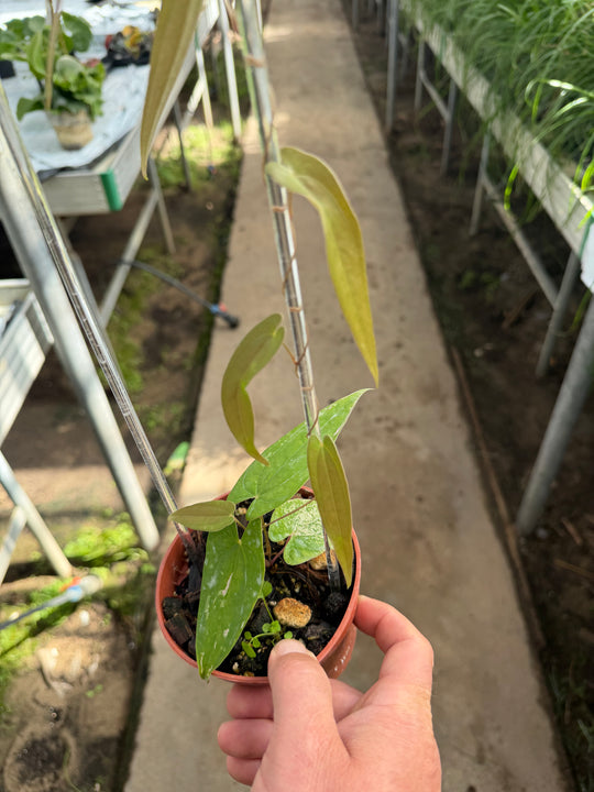 Dioscorea pixel
