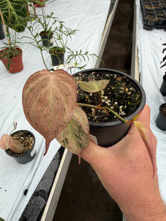 Philodendron micans vaaleanpunaista marmoria