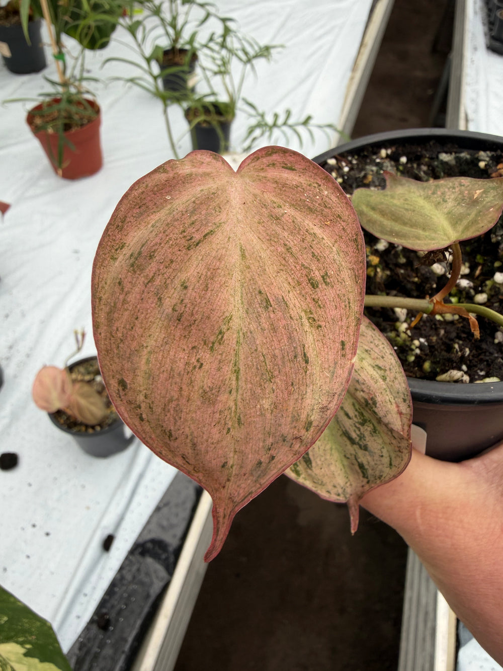 Philodendron micans vaaleanpunaista marmoria