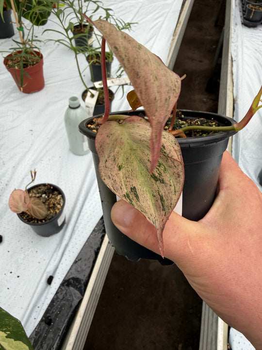 Philodendron micans vaaleanpunaista marmoria