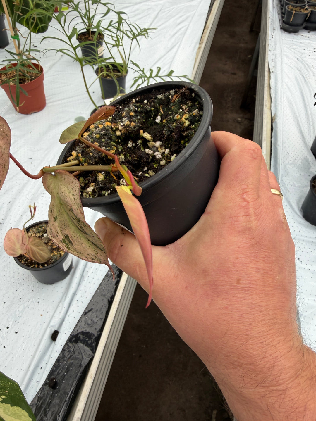 Philodendron micans vaaleanpunaista marmoria