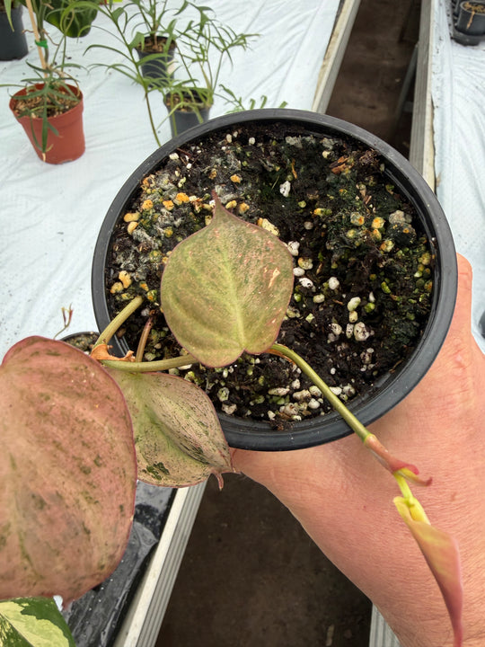 Philodendron micans vaaleanpunaista marmoria