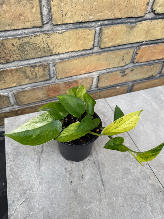 Epipremnum jessenia