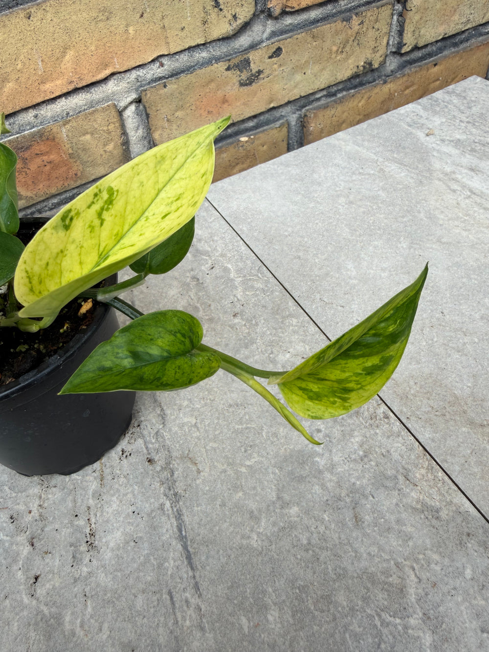 Epipremnum jessenia