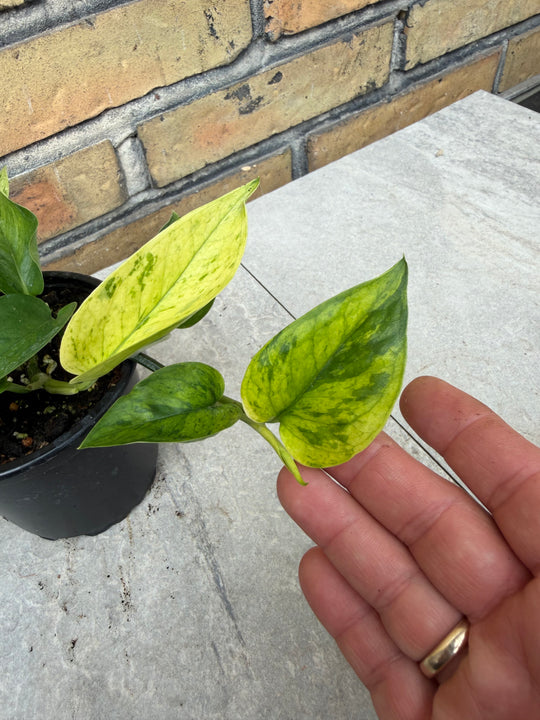 Epipremnum jessenia