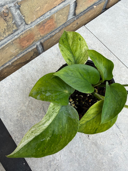 Epipremnum jessenia