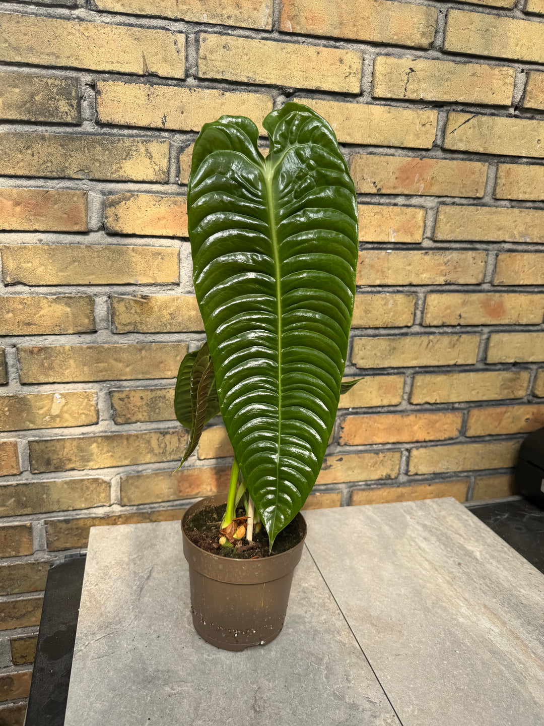 Anthurium Veitchii ‘king’ XXL