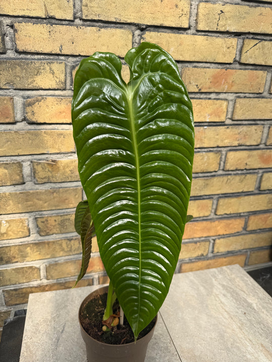 Anthurium Veitchii ‘king’ XXL