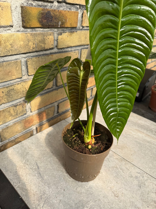 Anthurium Veitchii ‘king’ XXL
