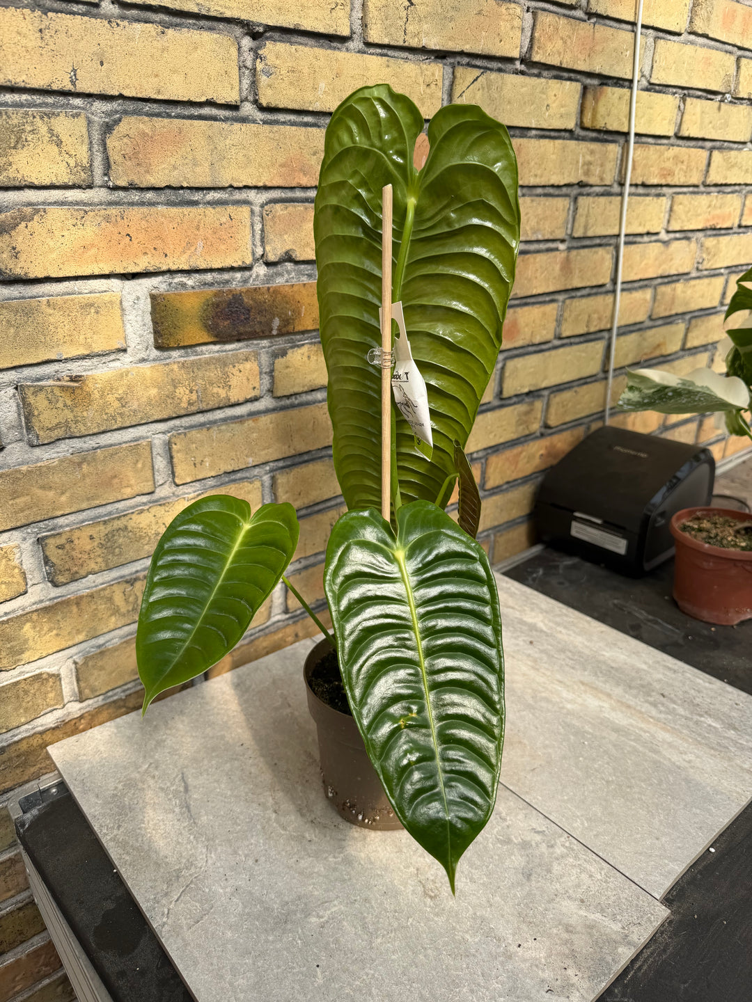 Anthurium Veitchii ‘king’ XXL