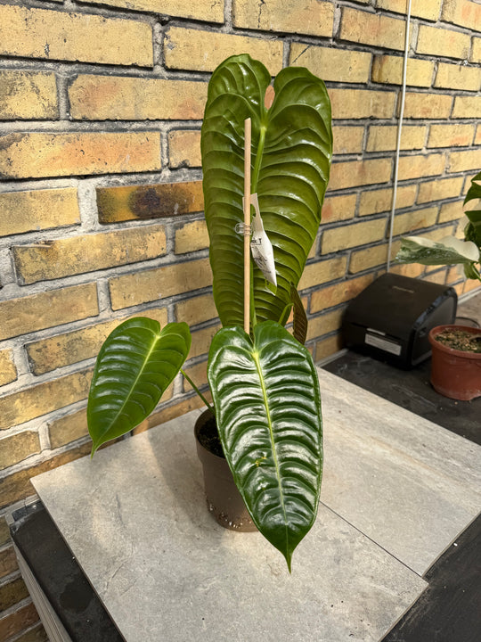 Anthurium Veitchii ‘king’ XXL