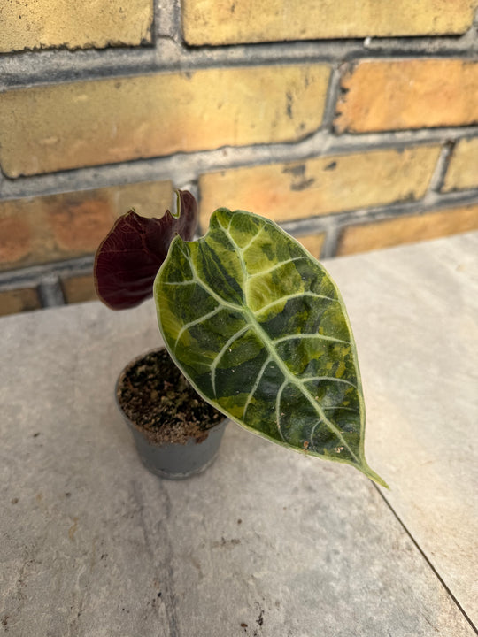 Alocasia watsoniana Aurea