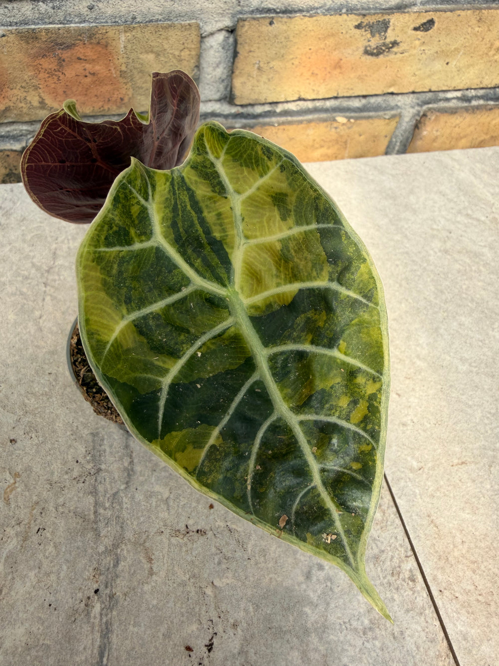 Alocasia watsoniana Aurea