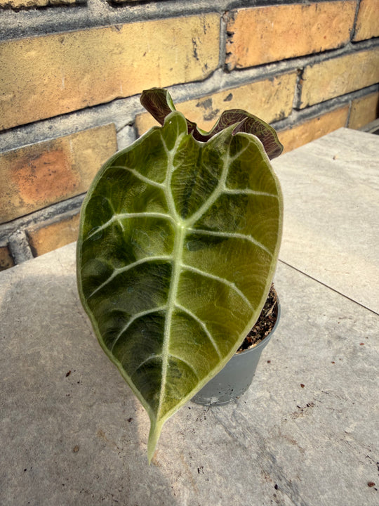 Alocasia watsoniana Aurea
