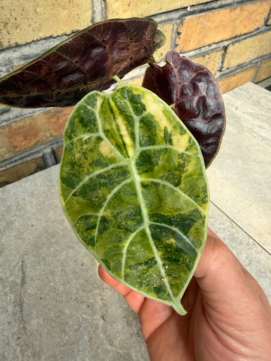 Alocasia watsoniana Aurea