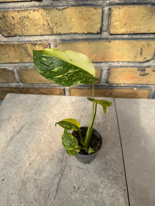 Monstera electrolight
