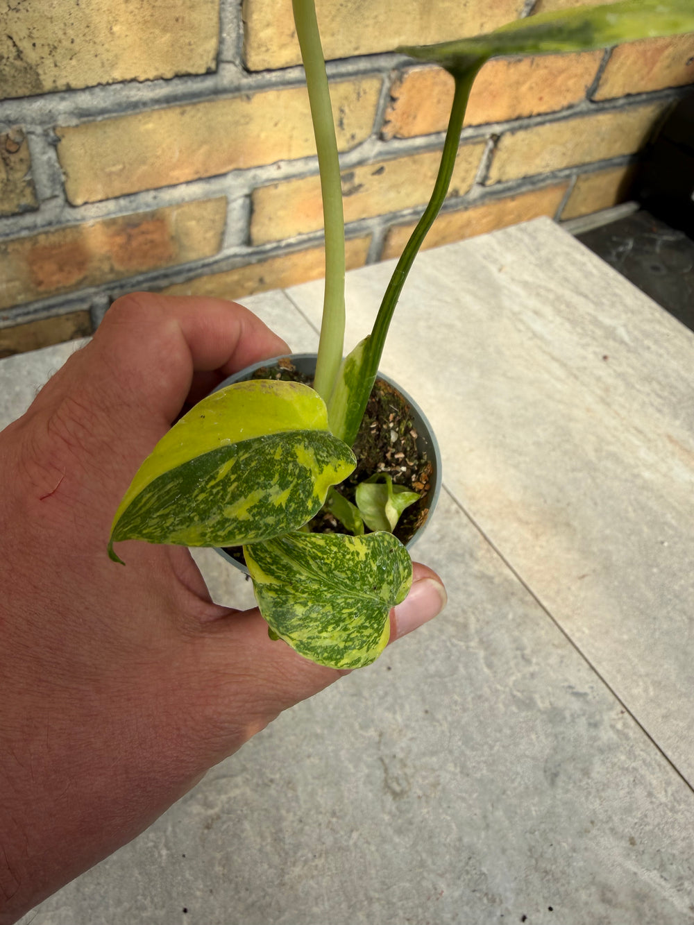 Monstera electrolight